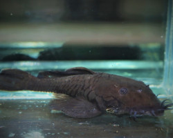 L034 Ancistrus Ranunculus  L