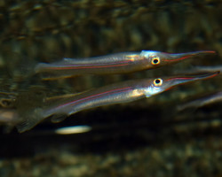 Hemirhamphodon Kapuasensis M