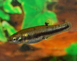 Heterandria Formosa S