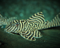 L333 Hypancistrus Sp. L