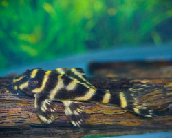 Hypancistrus Sp. L333 L