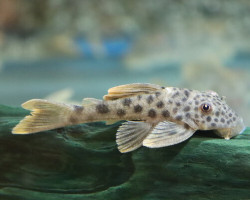 L163 Ancistomus Feldbergae L