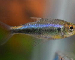 Hyphessobrycon Margitae M