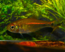 Hyphessobrycon Eschwartzae M