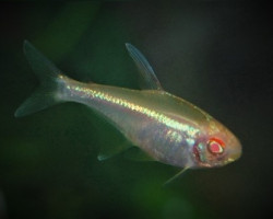 Hyphessobrycon Herbertaxelrodi Albino M