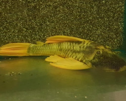 Hypostomus Luteus Phase 2 L