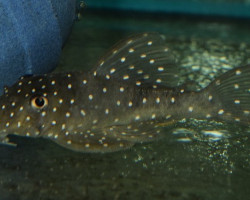 L028 Hypancistrus Sp.  Xl