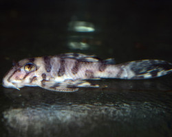 L236 Sw Hypancistrus Sp. M