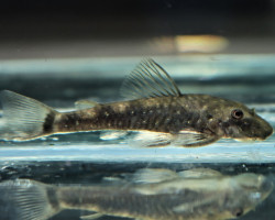 Parotocinclus Cearensis L