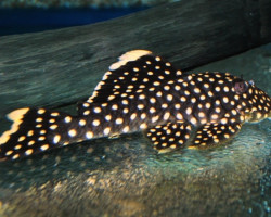Baryancistrus Xanthellus L177 M