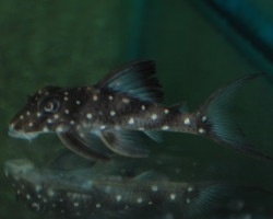 Hypancistrus Inspector L201 Xxl