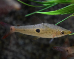 Pseudanos Trimaculatus L