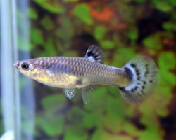 Guppy  Snakeskin Blue Femmina M