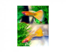 Guppy Yellow Taxi Glass Belly   M