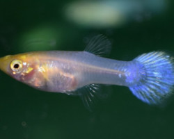 Guppy Snow White Femmina M