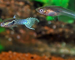 Guppy Endler Blue Tiger   M