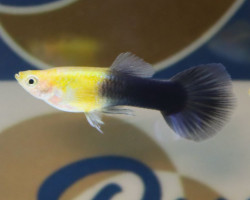 Guppy Goldhead Black  M