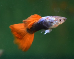 Guppy Silver Tuxedo Red Maschio M