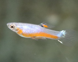 Poec. Wingei Cardinalis   M