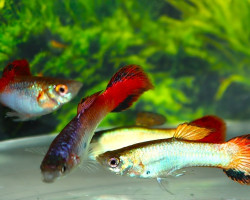 Guppy Neon Lilla Redfin Maschio M