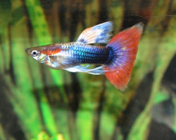 Guppy Japan Blue Red Tail   M