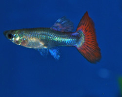 Guppy Femmina Platinum Orange M