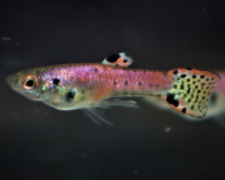 Guppy Endler Tiger Neon Red   M