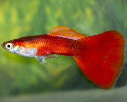 Guppy Full Red Albino   M