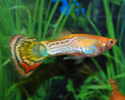 Guppy Snakeskin Pineapple Maschio M