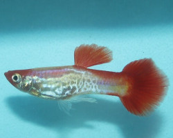 Guppy Neon Cobra Red Tail Maschio M