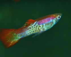 Guppy Sunset Snakeskin Maschio M