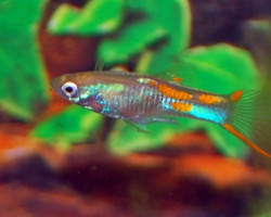 Guppy Endler Magenta Blond