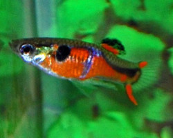 Guppy  Wingei Red Chest (Maschi E Femmine) M