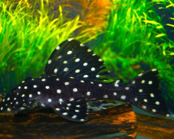 Leporacanthicus Galaxias L7 M