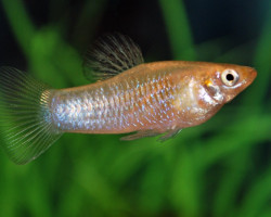 Limia Perugiae L