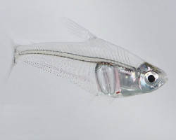 Leptagoniates Pi L