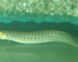Macrognathus Maculatus M