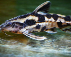 Megalodoras Uranoscopus L