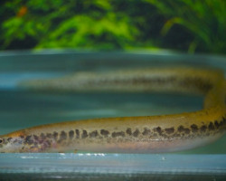 Mastacembelus Greshoffi M/L