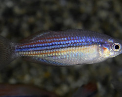 Melanotaenia Utcheensis M