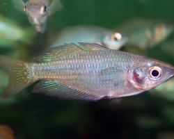 Melanotaenia Fluviatilis  Xl