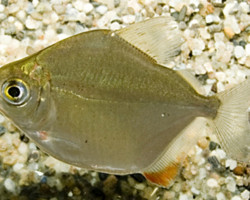 Metynnis Hypsauchen S