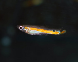 Micropoecilia Rio Morichal    M