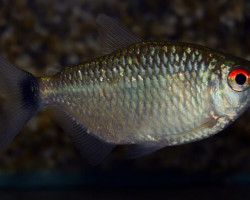 Moenkhausia Oligolepis L