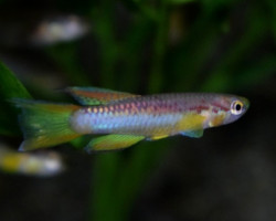 Aphyosemion Poliaki L
