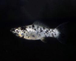 Poecilia Velifera Dalmatian Longfin S