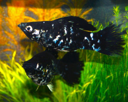 Poecilia Velifera Black Marble Xl