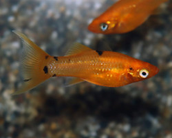P. Sphenops Golddust Longfin M