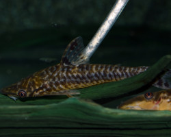 Hypoptopoma Sp. Peru 3 L