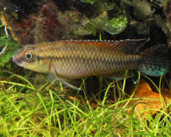 Nanochromis Dimidiatus M